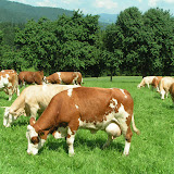 Unsere Tiere
